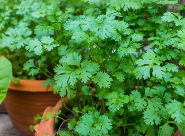 Coriander