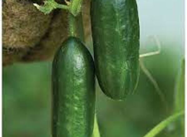 Cucumber -
