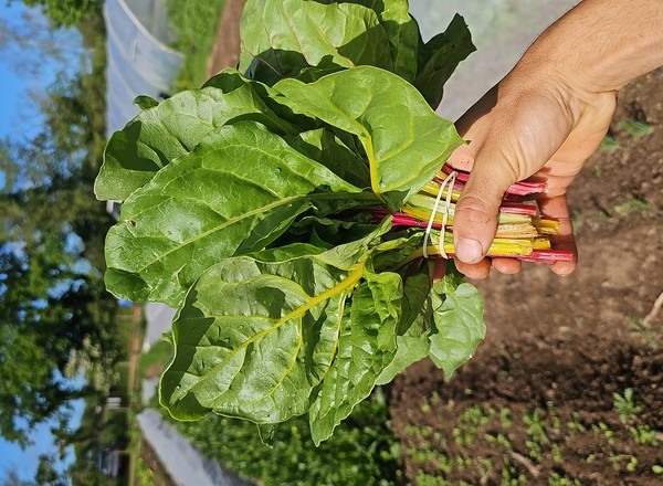 Swiss Chard bunch