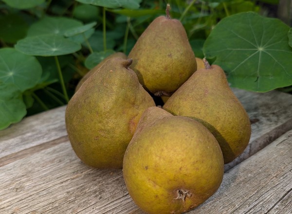 Pear  - Cooking (Own Grown)