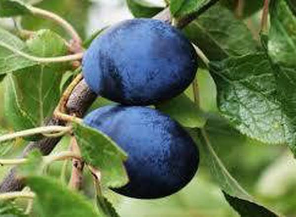Damson Shropshire Prune