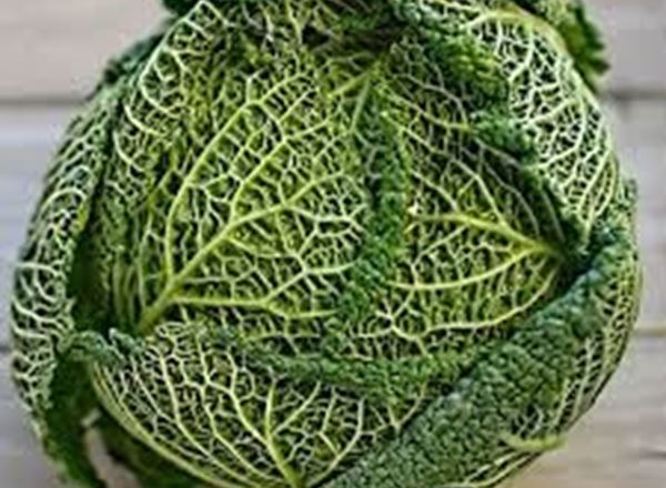 Cabbage, Savoy