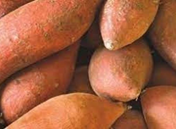 Sweet Potatoes (Spain)