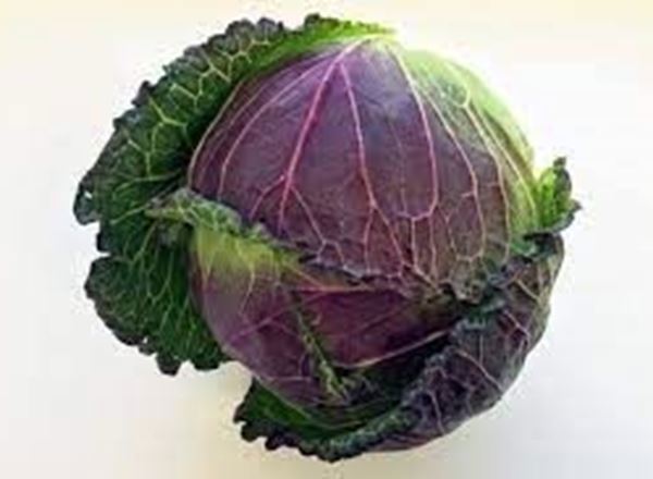 Cabbage - January King (UK)