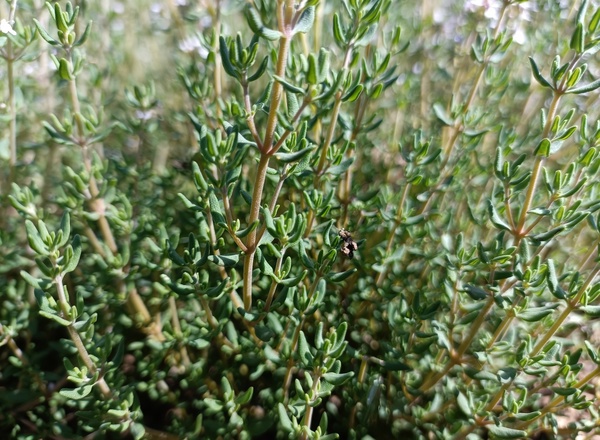 Thyme