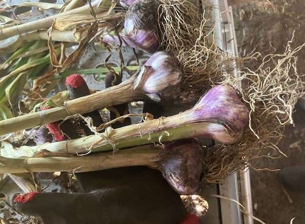 Garlic