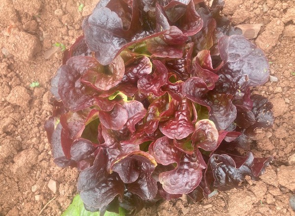 Lettuce Red Oak Leaf  - Organic