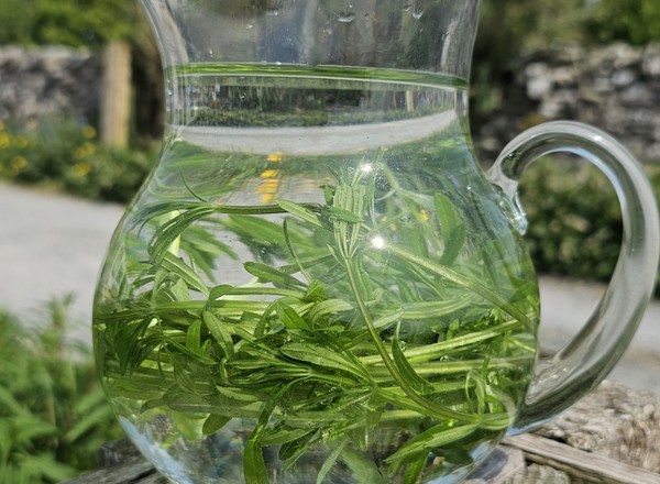 Cleavers 50g (Own Grown)
