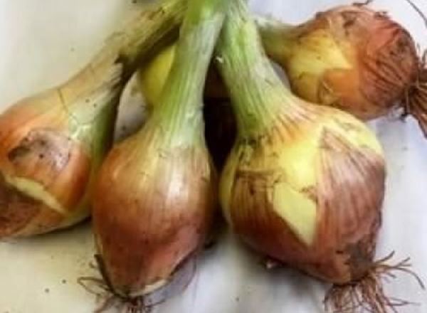Onions - Organic NL
