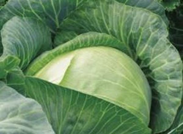 Cabbage, Pointed 🇮🇹