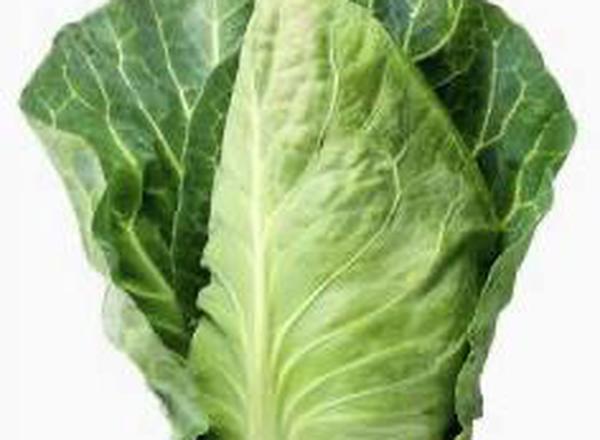 Cabbage, Pointed  🇮🇹