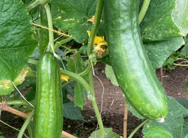Cucumber Passandra