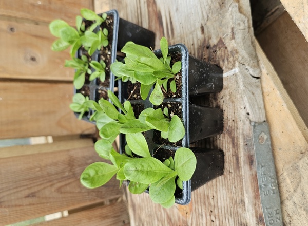 ( Plugs x6) Chicory - Rossa di Treviso (Own Grown)