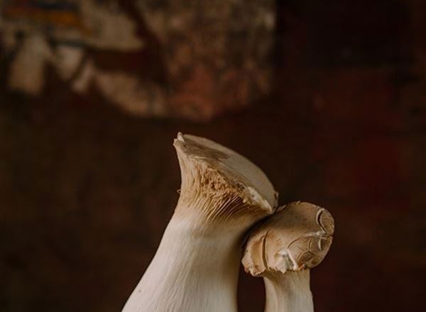 Eryngi Mushroom (King Oyster)