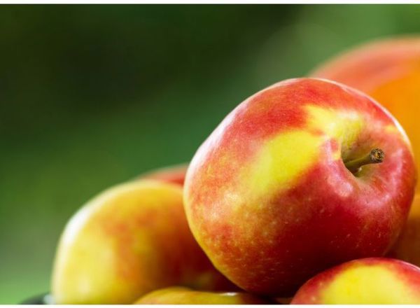Apples Juicing Organic Canterbury