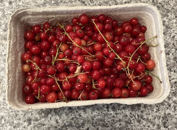 Redcurrants