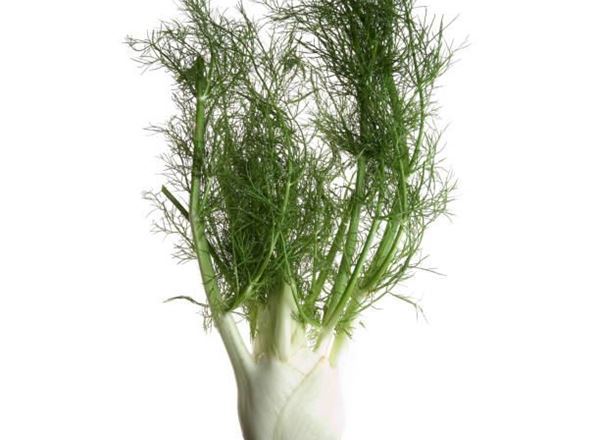 Fennel - with leaf