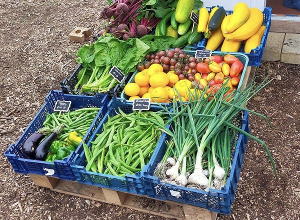 Runner Beans