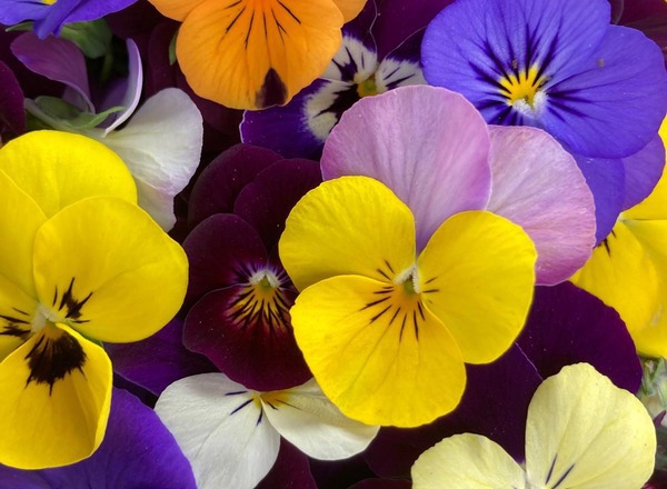 Edible Viola Flowers