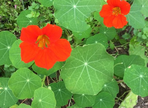 Nasturtium - trailing