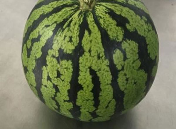 Watermelon Mini - Organic ESP