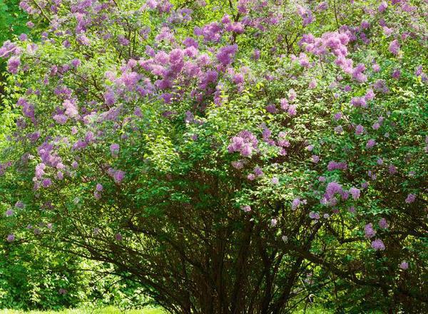 Lilac - Common, shrub form
