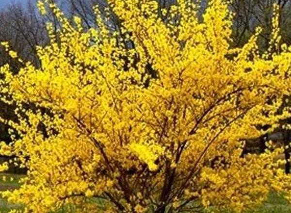 Forsythia