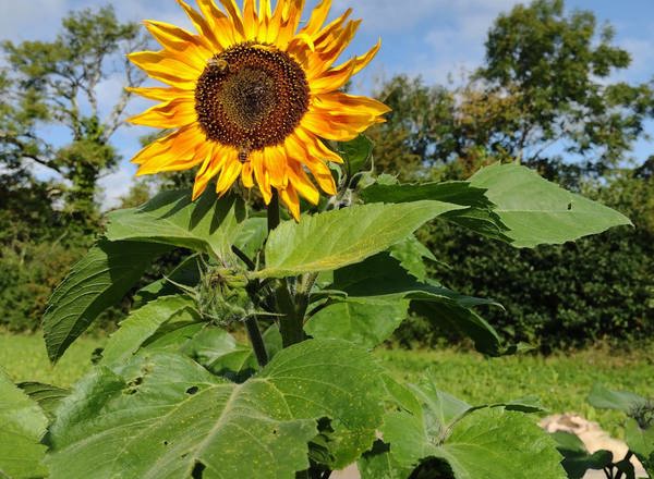 Sunflower Bunch