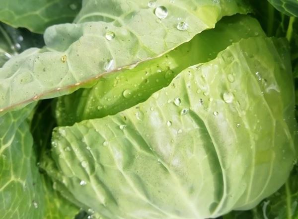 Cabbage- Summer