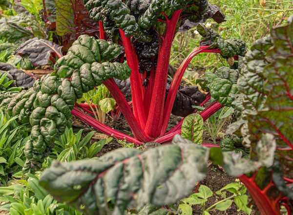 Ruby chard