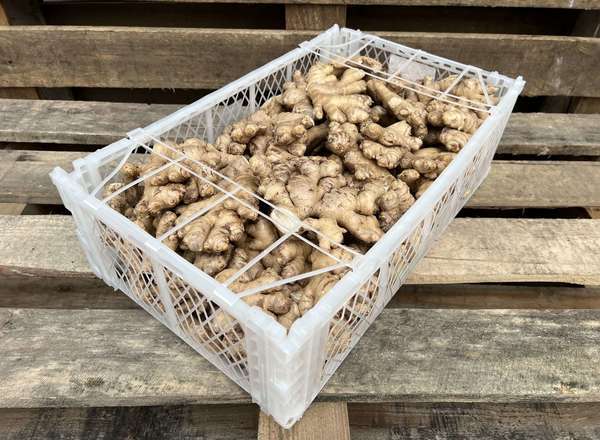 Organic Ginger