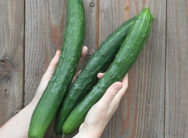 Cucumber (Shintokiwa)