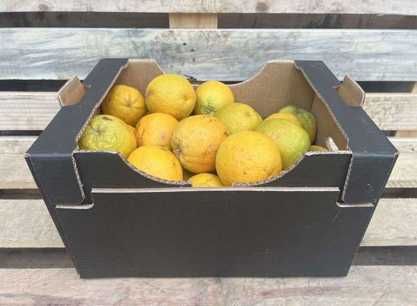Oranges - Organic