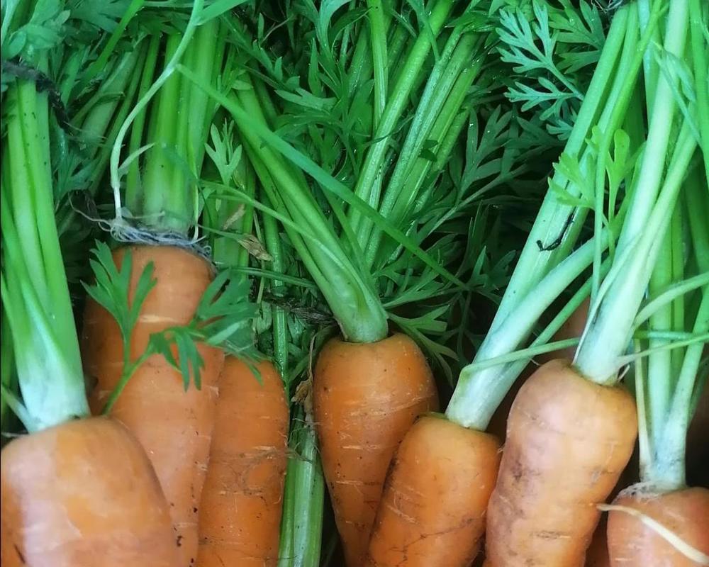 Carrot top pesto